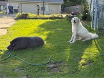 female Great Pyrenees in Fort Polk, Louisiana