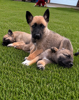 Shepard/Malinois in Kingwood, Texas