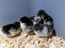 Blue and black Rosecomb Dutch bantam in Fort Leonard Wood, Missouri