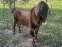 Bucks for sale in Cleveland, Texas