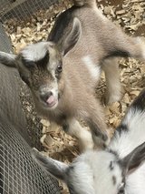 Nigerian Dwarf Bottle Babies in Fort Polk, Louisiana