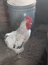 Free Delaware rooster in Alamogordo, New Mexico