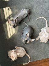 Sphynx Kittens in Camp Lejeune, North Carolina