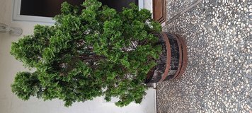 2 huge hedge trees in wine barrels in Travis AFB, California