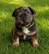 adorable merle french bulldog puppy-playful,healthy and ready for a new home in Chicago, Illinois