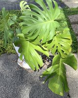 Monster Monstera House Plant in white Pot in Westmont, Illinois
