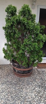 2 huge hedge trees in wine barrels in Vacaville, California