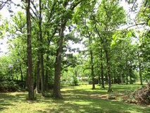FREE - STANDING POST-OAK TIMBER - FREE (Within Lebanon, MO) in Fort Leonard Wood, Missouri