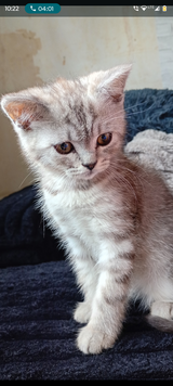 Britisch Longhaiir and Britisch Shorthair KITTEN ! in Ramstein, Germany