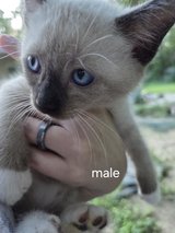 Cute, Healthy  Kittens in Fort Polk, Louisiana