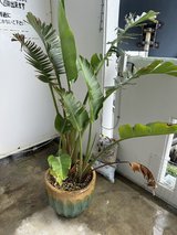 Free Plant in Okinawa, Japan