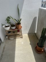 Free plants in Okinawa, Japan