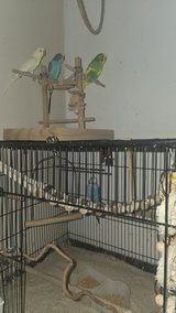buggies Birds 4 with Cage in Grafenwoehr, GE