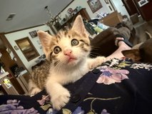 Free to GOOD home-male kitten! in Fort Polk, Louisiana