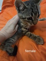 Cute, Healthy  Kittens in Fort Polk, Louisiana
