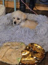FREE Puppies in Fort Polk, Louisiana