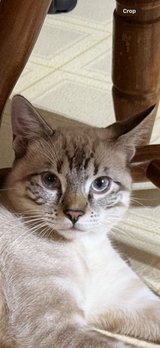 siamese tabby in Fort Polk, Louisiana