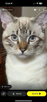 siamese tabby in Fort Polk, Louisiana