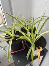 Spider Plants in Ramstein, Germany