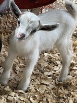 Nigerian Dwarf bottle babies in Fort Polk, Louisiana