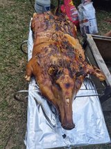 ISO MEAT PIGS NEAR LEESVILLE AREA in Fort Polk, Louisiana
