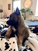 Shepard/Malinois in Houston, Texas