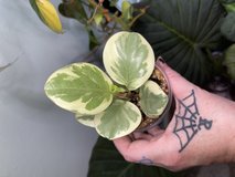 Peperomia obtusifolia in Perry, Georgia