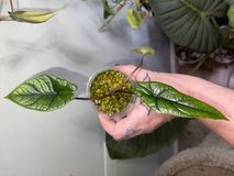 Alocasia Scalprum in Perry, Georgia