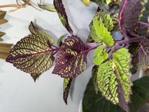 Coleus Fishnet Stockings in Perry, Georgia