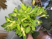 Coleus Fingers plant in Perry, Georgia