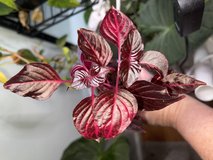 Bloodleaf plant in Perry, Georgia
