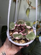 Strawberry begonia in Perry, Georgia