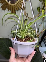 Curly spider plant in Perry, Georgia