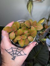Nerve Plant in Perry, Georgia