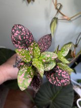Polka dot plant in Warner Robins, Georgia
