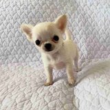Chihuahua-Welpe in Baumholder, GE
