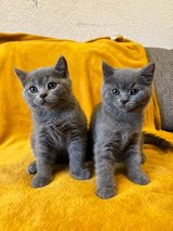 British Shorthair kittens in Ramstein, Germany