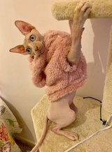 Naked Whiskers Sphynx Kittens – Extraordinary Companions Looking for Forever Homes in 29 Palms, California