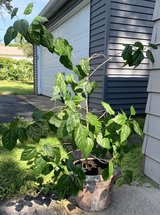 Chinese Hibiscus - Large live potted Tropical house Plant - 39" x 45" x 55"H in New Lenox, Illinois