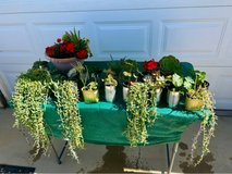 Plant Sale in Yucca Valley, California