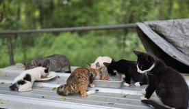Sweet Kittens in Fort Polk, Louisiana
