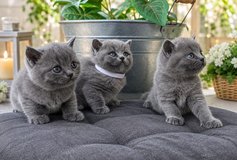 Wonderful British shorthair kitten / Baby cats in Ramstein, Germany
