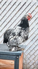 Bantam Rooster in Alamogordo, New Mexico