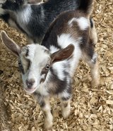 Nigerian Dwarf Bottle Doeling in Fort Polk, Louisiana