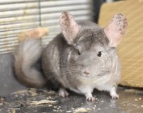 2-3 Year Old Hetero Beige Female Chinchilla Up for Adoption -- "Pickles" in Chicago, Illinois