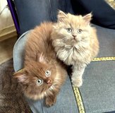 Siberian Forest kittens in Ramstein, Germany