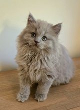 Siberian Forest kittens in Ramstein, Germany