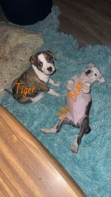 Sweetest little puppies in DeRidder, Louisiana