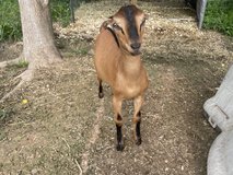 LaMancha Mini Nubian buckling in Kingwood, Texas