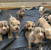 Puppy pet in Mayport Naval Station, Florida